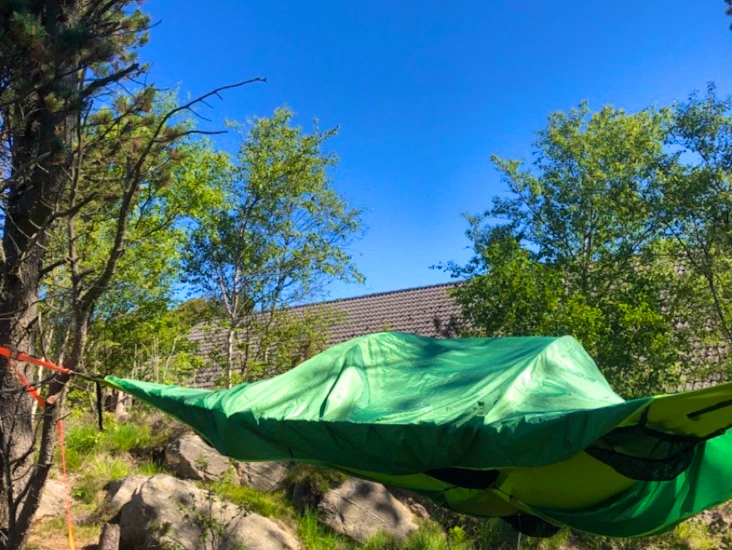 Tretelt tentsile stingray