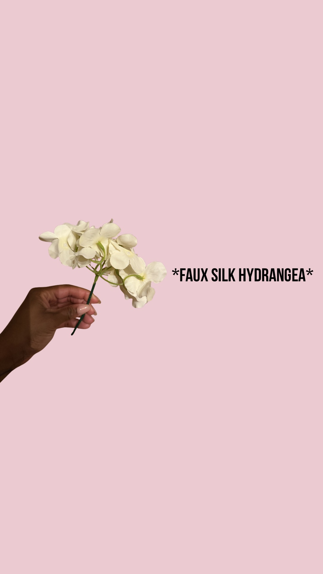 Hydrangea 
