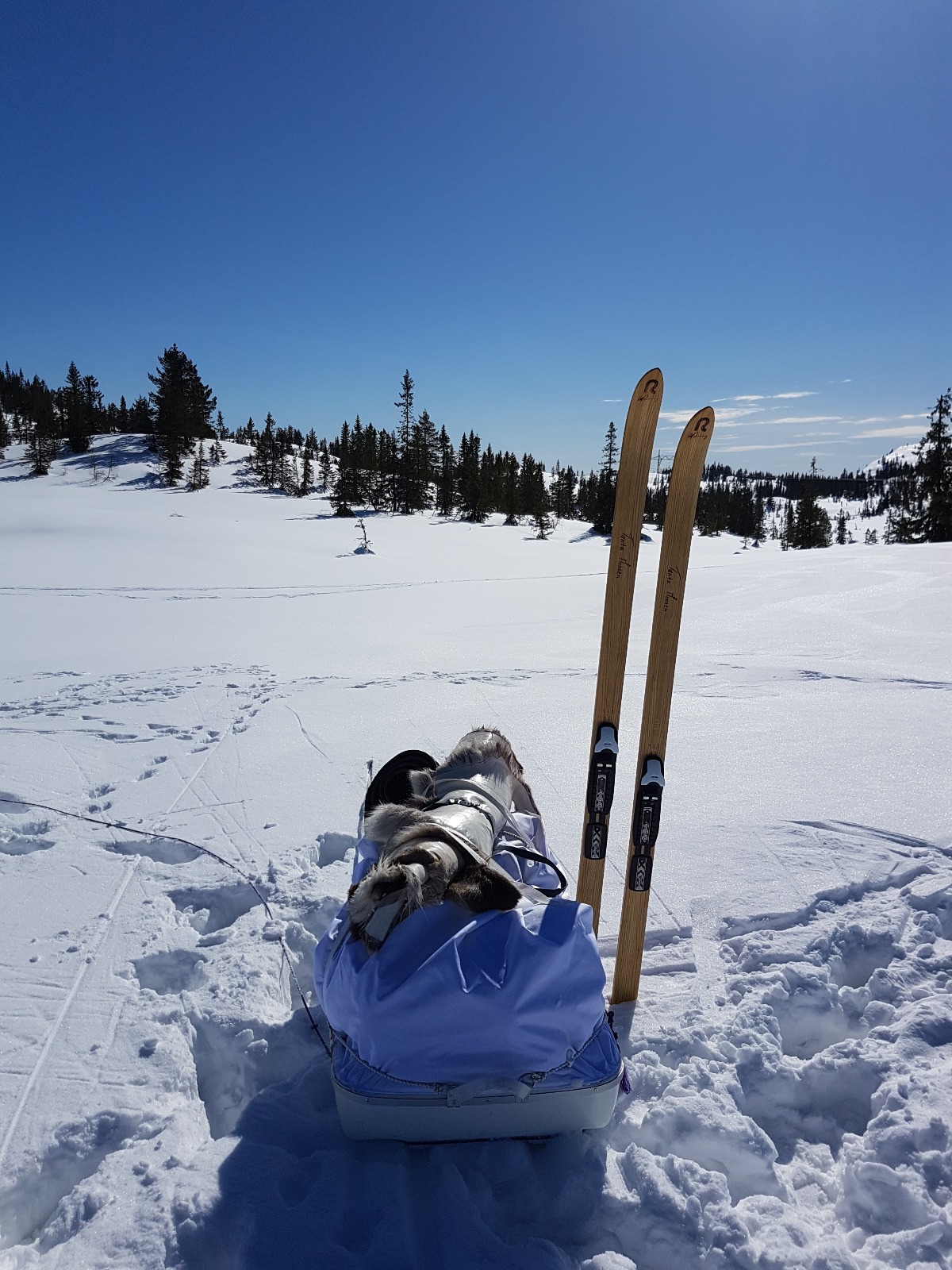 Acapulka 135l pulk, komplett med drag og sele