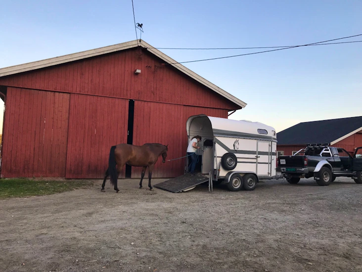 Hestehenger til utleie